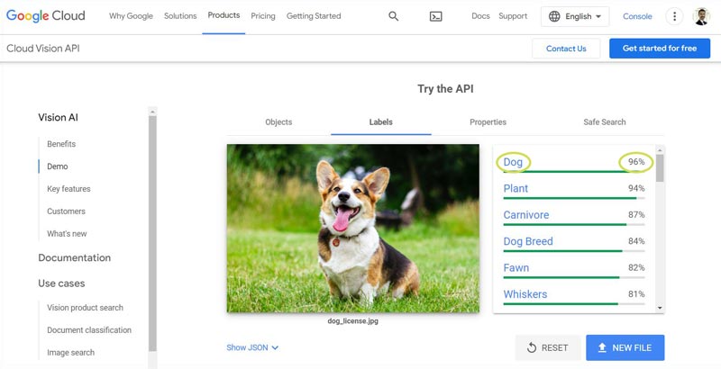 خروجی ابزار تشخیص تصاویر گوگل برای عکس یک سگ