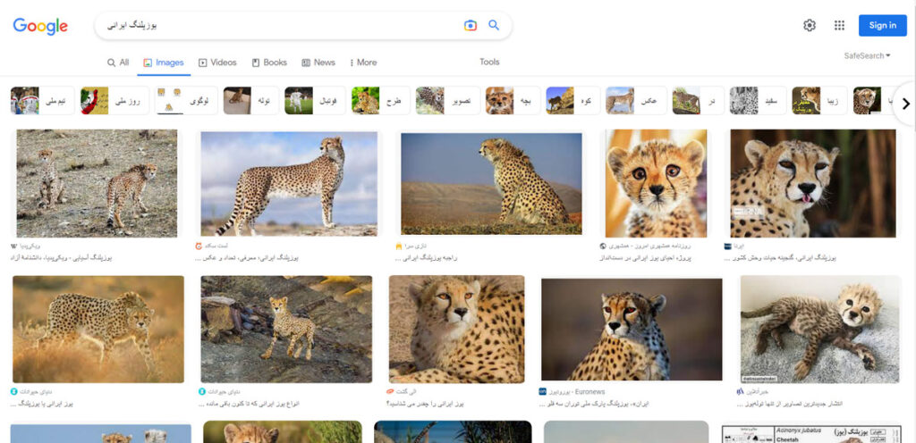 اسکرین شات از صفحه نتایج جستجوی تصاویر در گوگل برای عبارت یوز پلنگ ایرانی